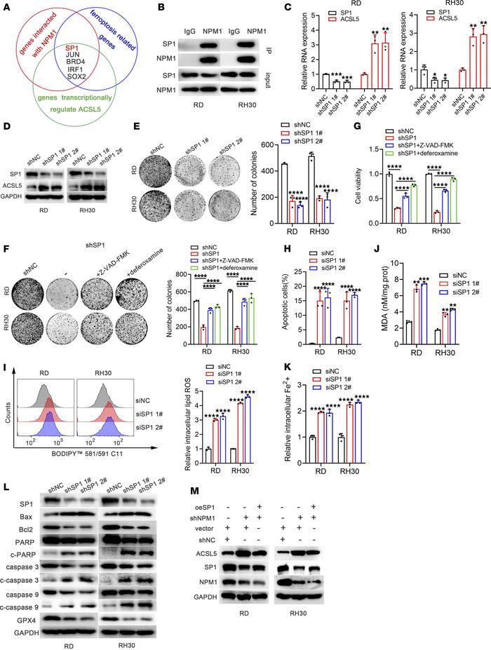 NPM1 inhibited ACSL5 expression by binding SP1.
(A) The 5 overlapped gen...