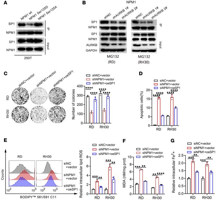 The phosphorylated NPM1 at Ser125 by AURKB was important for the binding...