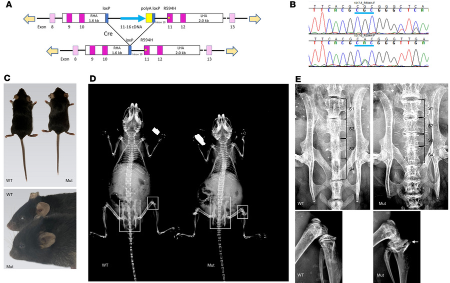 Establishment of the Trpv4p.R594H cKI mouse model.
(A) Diagram of the kn...