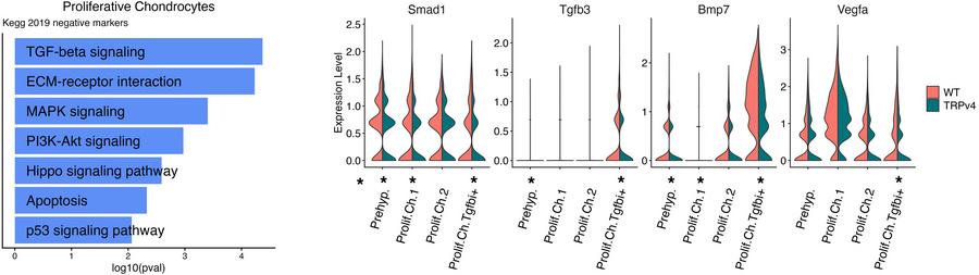 Trpv4 proliferating chondrocyte differential gene expression indicates d...