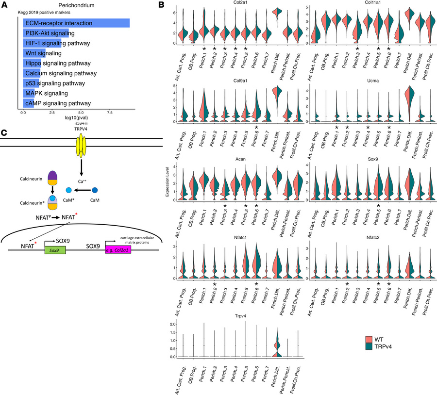 
Trpv4 perichondrial cell differential gene expression indicates upregul...