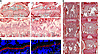 Histology of the proximal tibia and vertebral bodies in the Col2a1-Cre Trpv