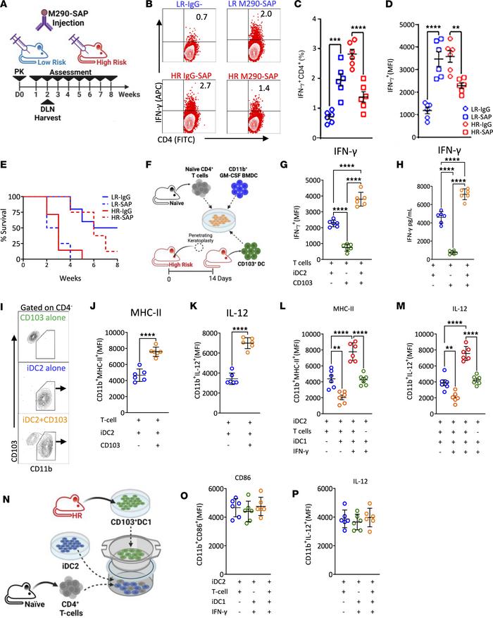 The effect of migratory CD103+ DC1 on corneal transplant immunity.
(A) B...