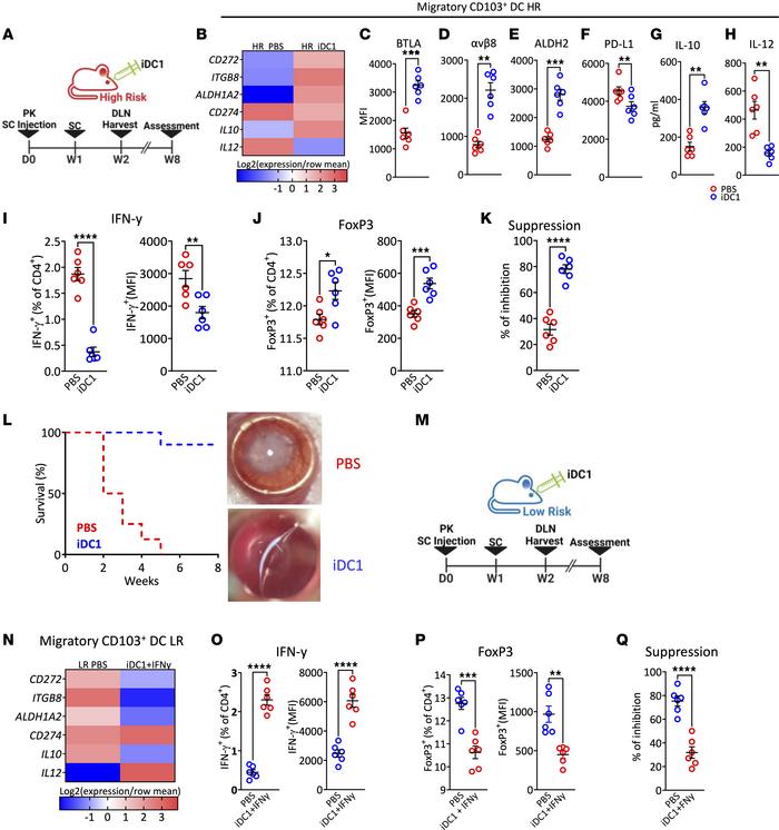 The effect of antigen-loaded iDC1 adoptively transferred in corneal tran...
