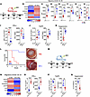 The effect of antigen-loaded iDC1 adoptively transferred in corneal transpl