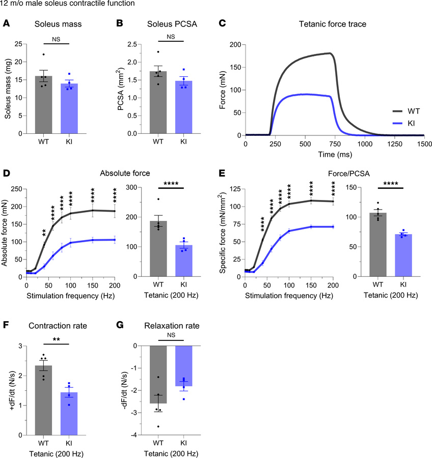 Ex vivo contractile function of 12-month-old male soleus muscle.
(A and ...