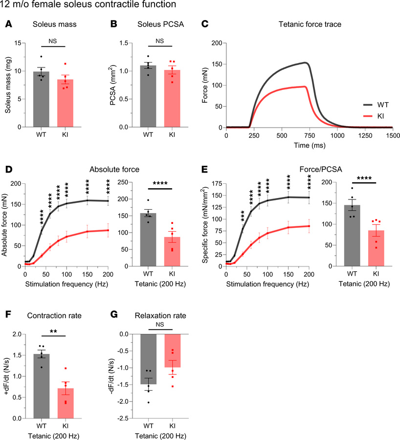 Ex vivo contractile function of 12-month-old female soleus muscle.
(A an...