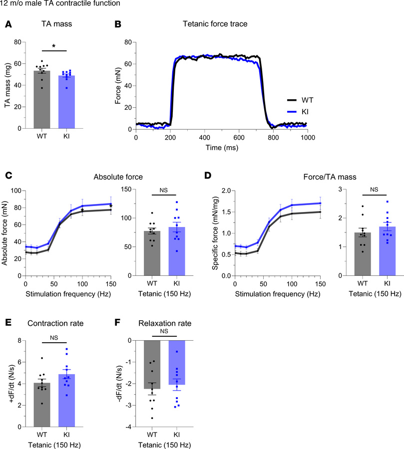 In vivo contractile function of 12-month-old male tibialis anterior musc...