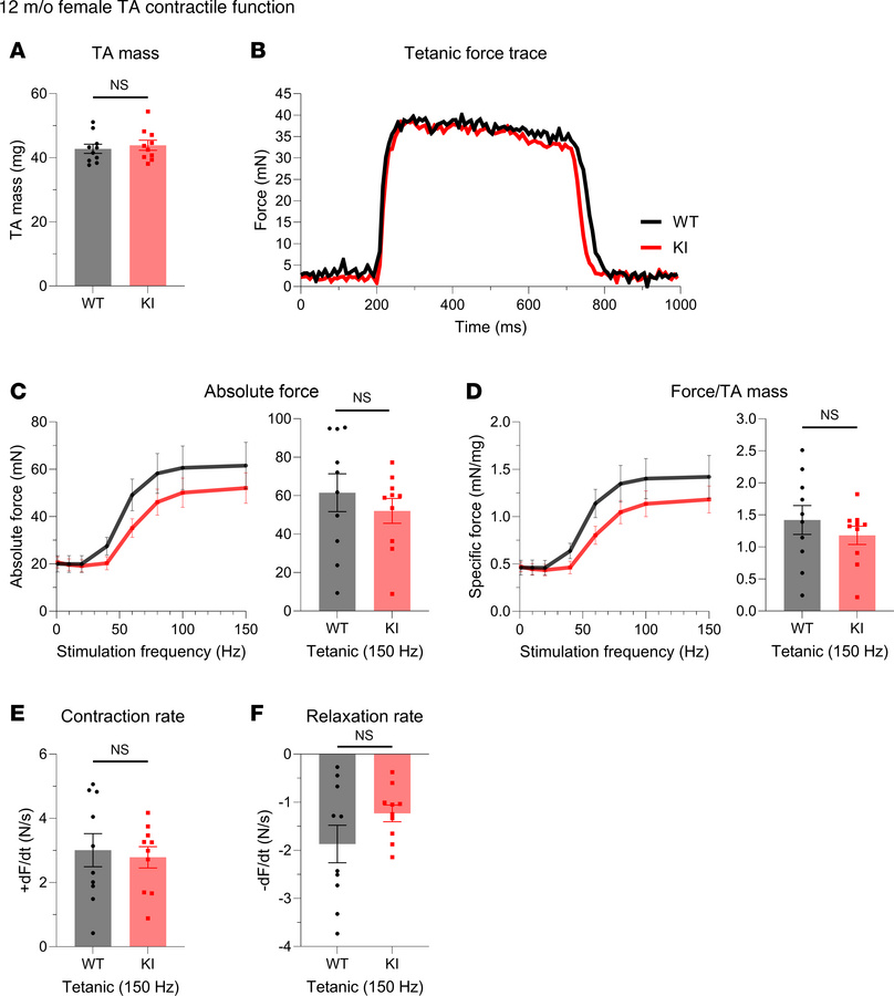 In vivo contractile function of 12-month-old female tibialis anterior mu...