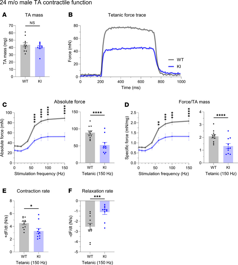 In vivo contractile function of 24-month-old male tibialis anterior musc...
