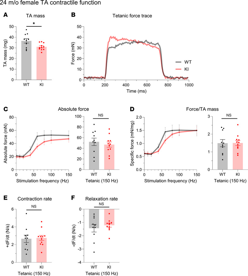 In vivo contractile function of 24-month-old female tibialis anterior mu...
