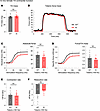 In vivo contractile function of 12-month-old female tibialis anterior muscl