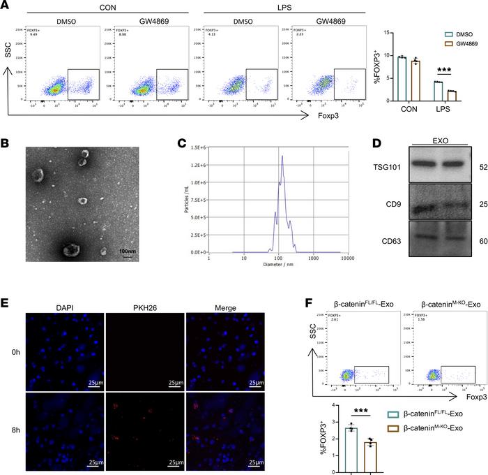 Macrophage β-catenin regulates Treg differentiation via the exosome path...