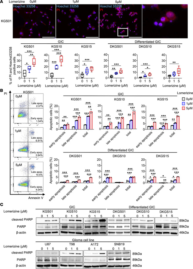 Lomerizine treatment induces apoptosis in glioma cell lines.
The effect ...