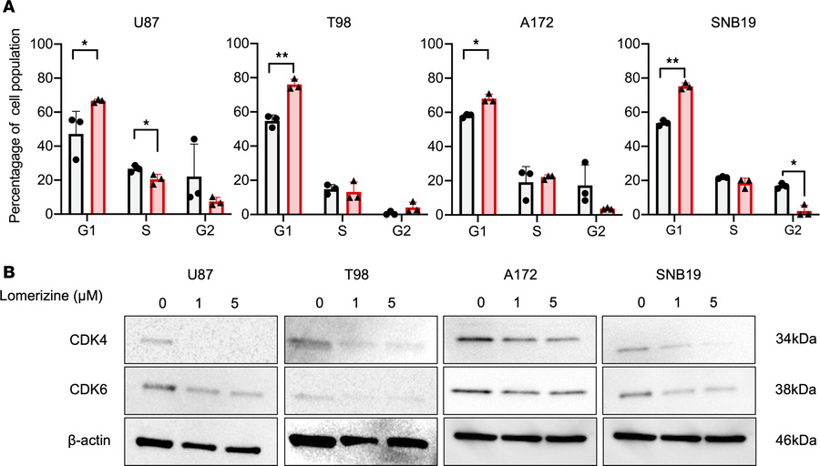 Effects of lomerizine on cell cycle of glioblastoma cells.
(A) Four huma...
