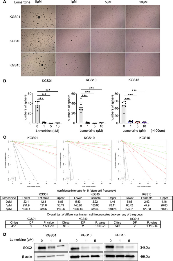 Effects of lomerizine on stemness in GICs.
(A and B) The sphere-forming ...