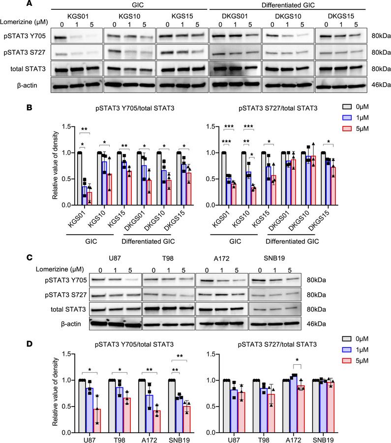 Effects of lomerizine on the STAT3 signaling pathway of glioblastoma cel...