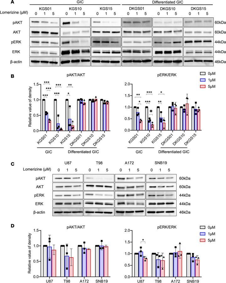 Effects of lomerizine on the AKT and ERK signaling pathway of glioblasto...