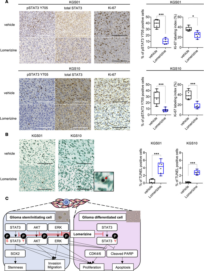 Effects of lomerizine treatment on cell signaling pathways in vivo.
(A) ...
