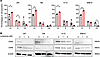 Effects of lomerizine on cell cycle of glioblastoma cells.