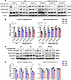 Effects of lomerizine on the STAT3 signaling pathway of glioblastoma cells.