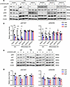 Effects of lomerizine on the AKT and ERK signaling pathway of glioblastoma