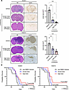 Effects of lomerizine treatment on the xenograft mouse model in vivo.