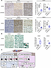 Effects of lomerizine treatment on cell signaling pathways in vivo.