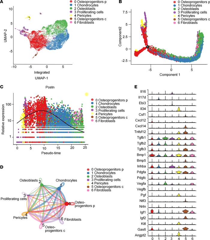 Identification of Postn+ P-MPs utilizing scRNA transcriptome profiling.
...