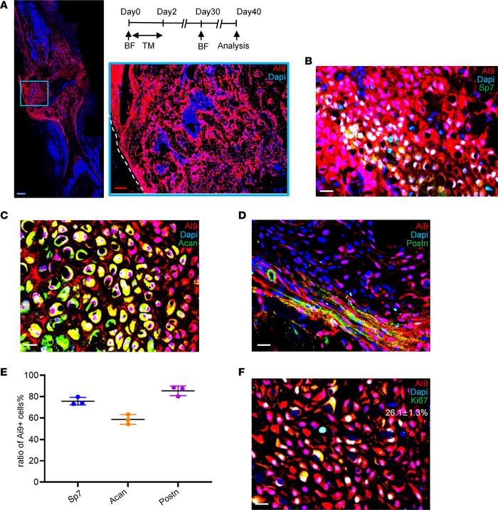 
Postn+ cells could be reactivated in a successive bone fracture.
(A–D) ...