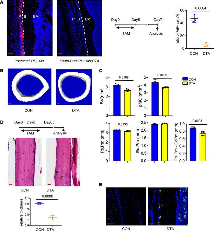 The ablation of Postn+ cells impaired cortical bone formation in homeost...