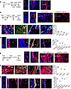 Postn reporter activity marked periosteal cells that contributed to bone he