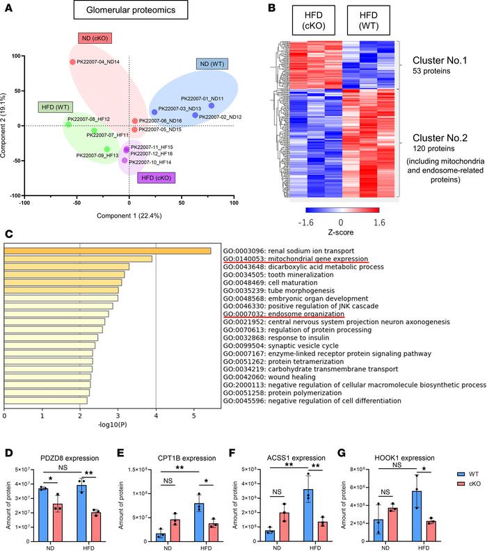 JCI Insight - Organelle communication maintains mitochondrial and ...