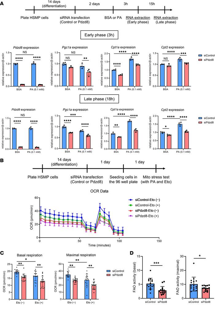 
Pdzd8 knockdown inhibits the activity of mitochondria and fatty acid ox...