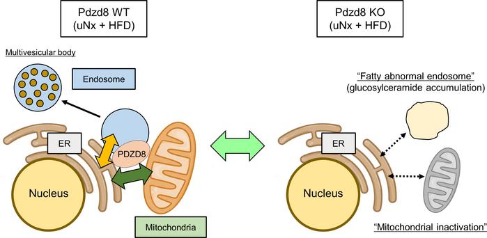 Scheme showing the protective role of organelle communications among the...