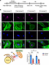 Pdzd8 knockdown reduces mitochondria-ER contact sites (MERCSs) in podocytes