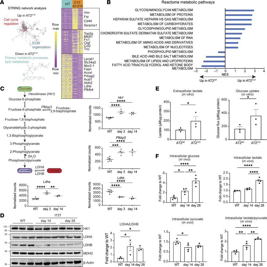 Increased glycolysis in murine AT2 cells expressing SftpcI73T.
(A) Unsup...