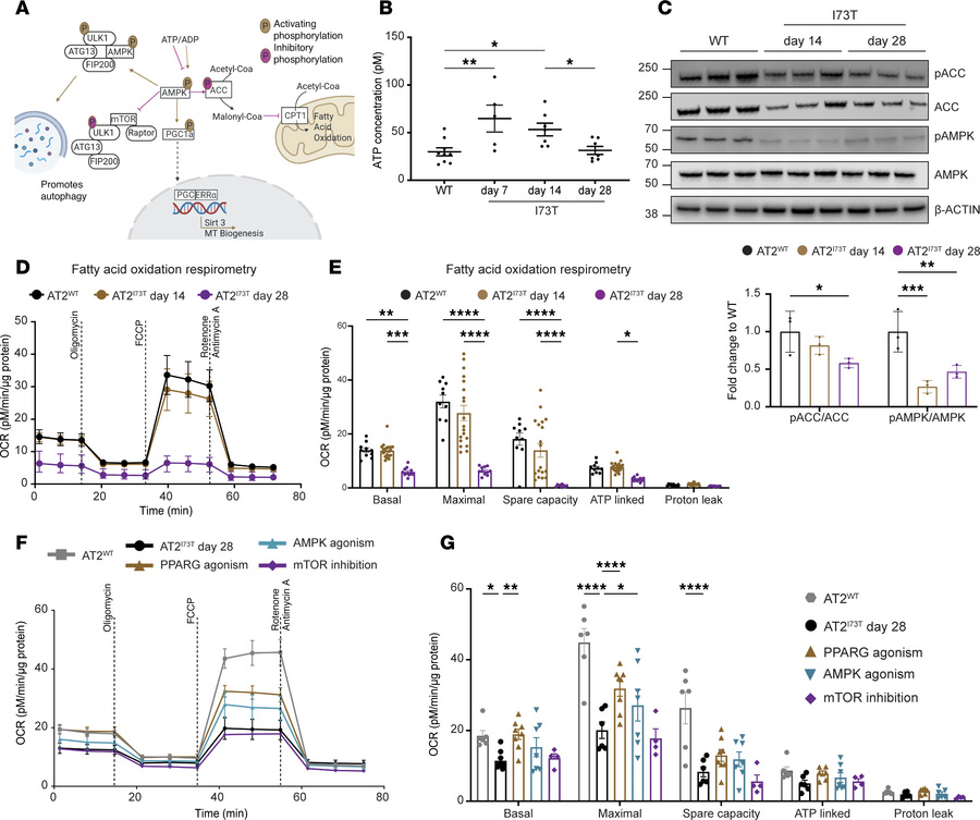 Impaired fatty acid oxidation and mitochondrial respiration are linked t...