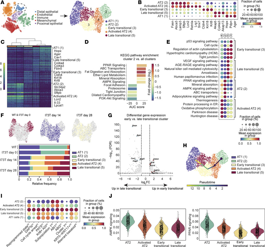 Metabolic alterations and emergence of an epithelial transitional state ...