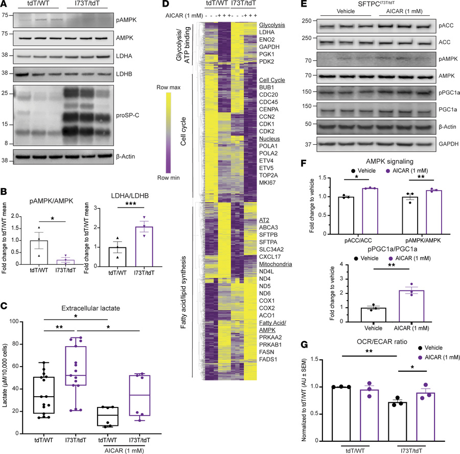AMPK agonism ameliorates the metabolic alterations observed in human iAT...