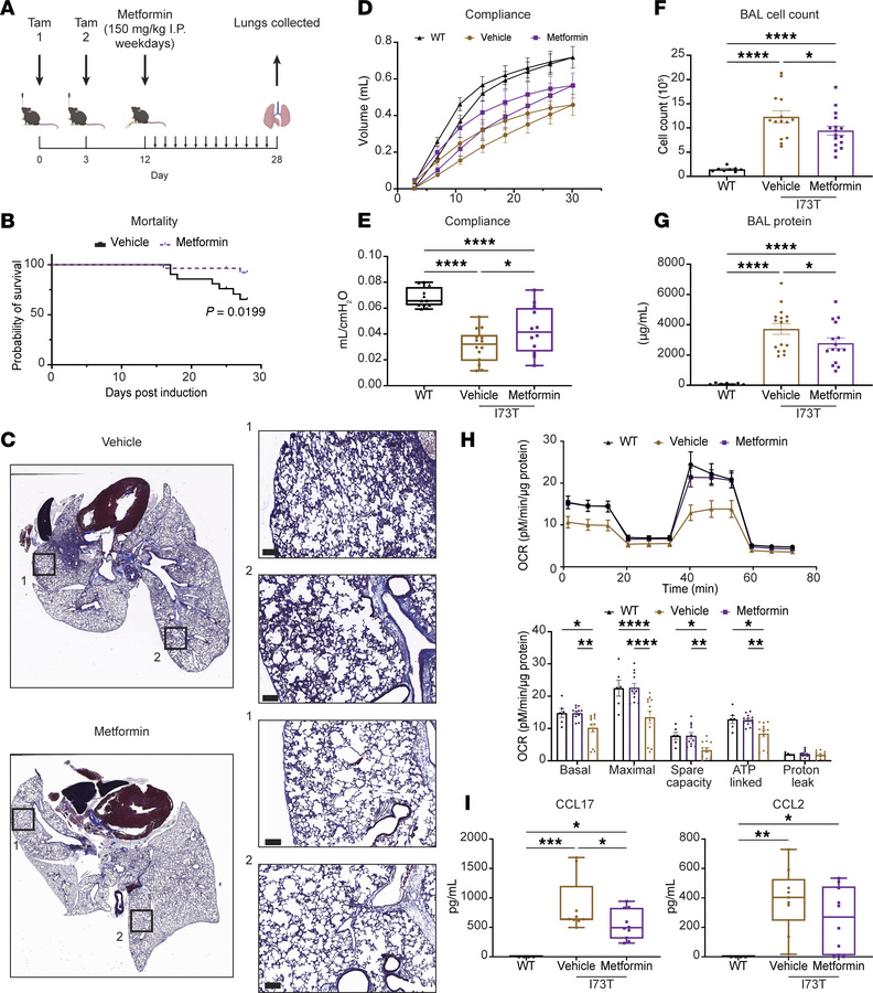 In vivo rescue of the SftpcI73T fibrotic phenotype via metformin interve...