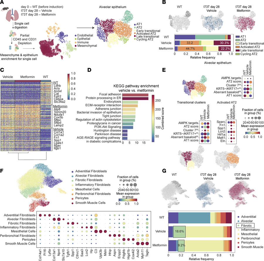 Metformin enhances AT2 cell transcriptional program and reduces fibrotic...