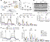 Impaired fatty acid oxidation and mitochondrial respiration are linked to A