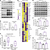 AMPK agonism ameliorates the metabolic alterations observed in human iAT2I7
