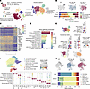 Metformin enhances AT2 cell transcriptional program and reduces fibrotic fi