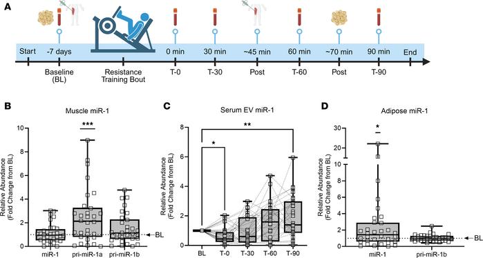 Acute resistance exercise in humans induces increased production of skel...
