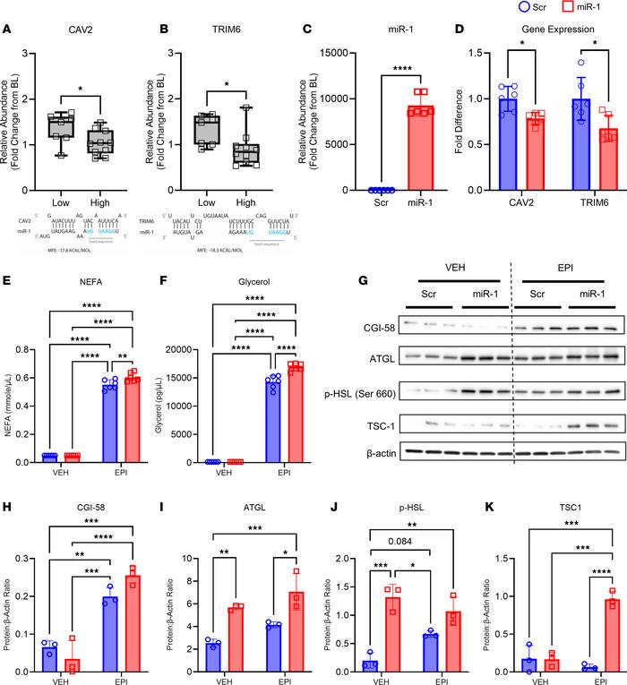 miR-1 targets CAV2 and TRIM6 mRNAs to enhance catecholamine-induced lipo...