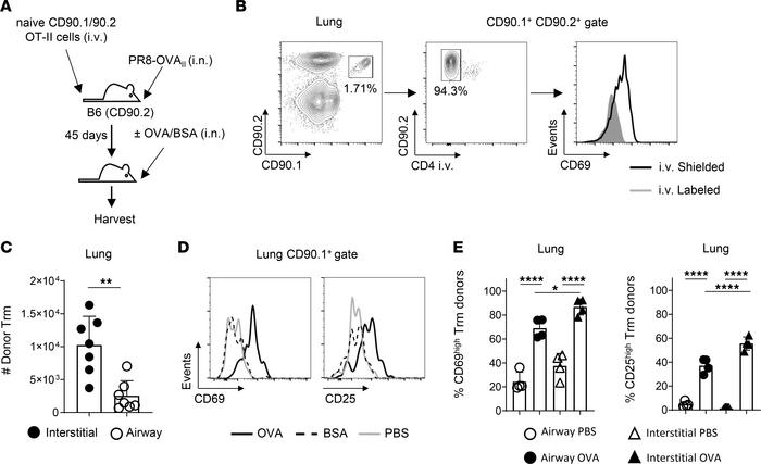 IAV-primed lung CD4 Trm respond rapidly to i.n. administered antigen.
(A...