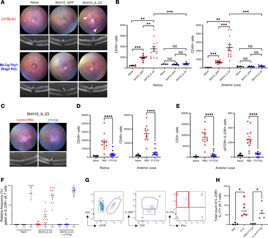 CD3+γδTCR+IL-23R+ are both necessary and sufficient to drive IL-23–media...