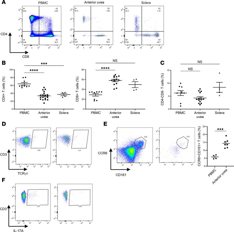 CD3+γδTCR+ cells in the anterior uvea and sclera can produce IL-17A.
Flo...